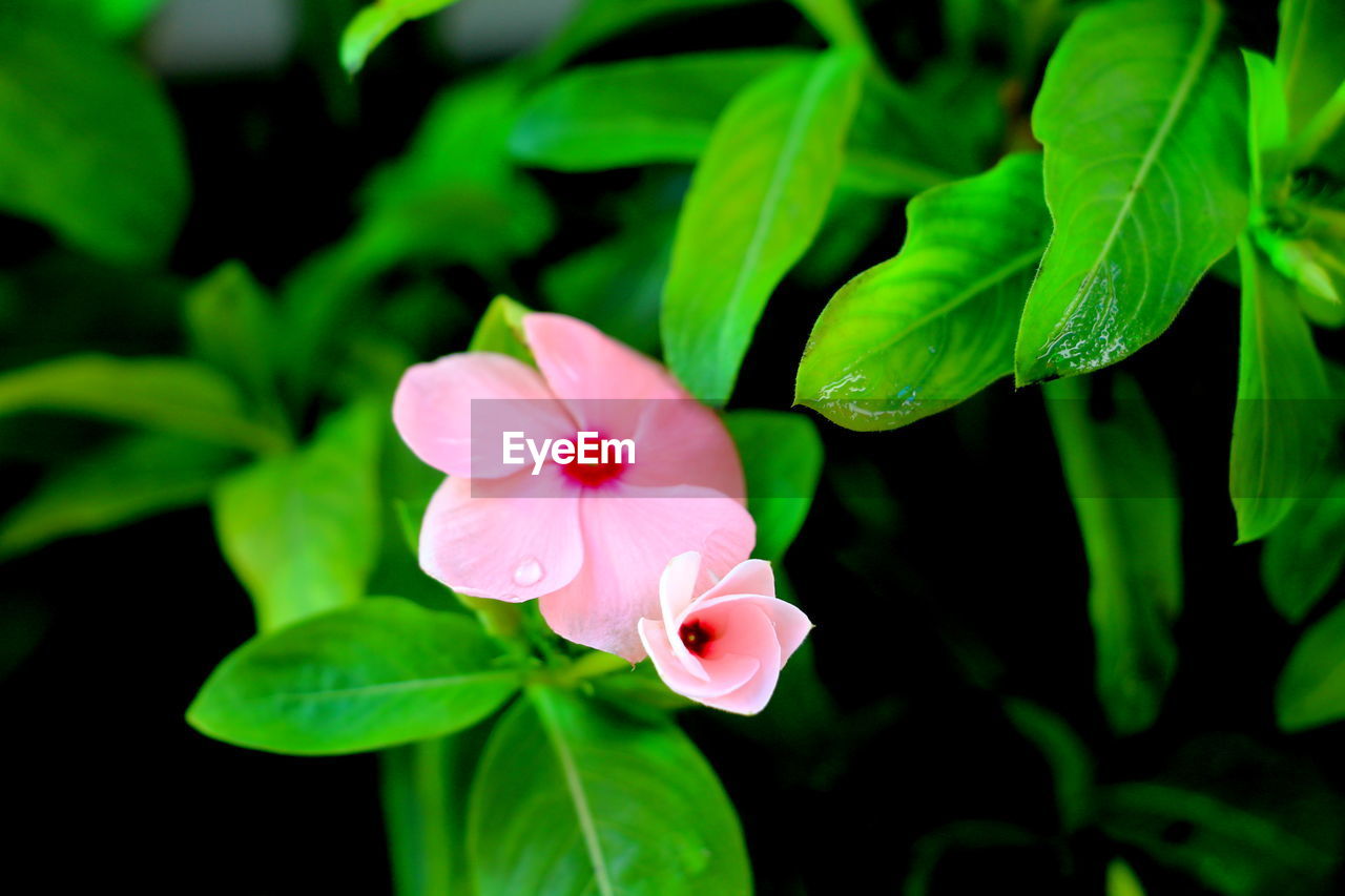 Close-up of pink flower blooming outdoors