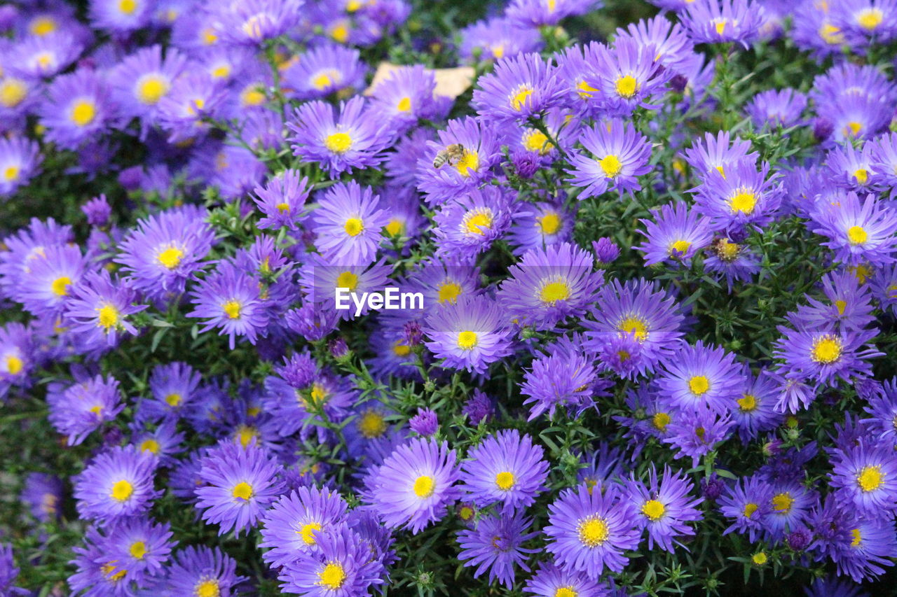 flower, flowering plant, plant, freshness, beauty in nature, fragility, growth, petal, flower head, inflorescence, close-up, purple, aster, nature, no people, field, full frame, daisy, botany, land, backgrounds, meadow, day, pollen, high angle view, wildflower, outdoors, springtime