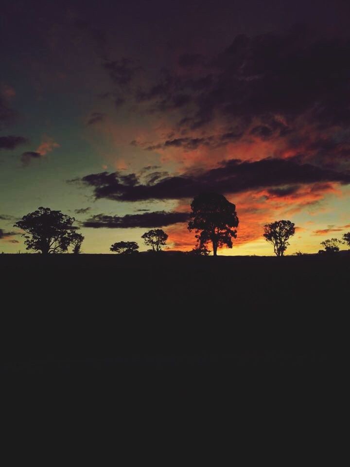 SILHOUETTE OF TREES AT SUNSET