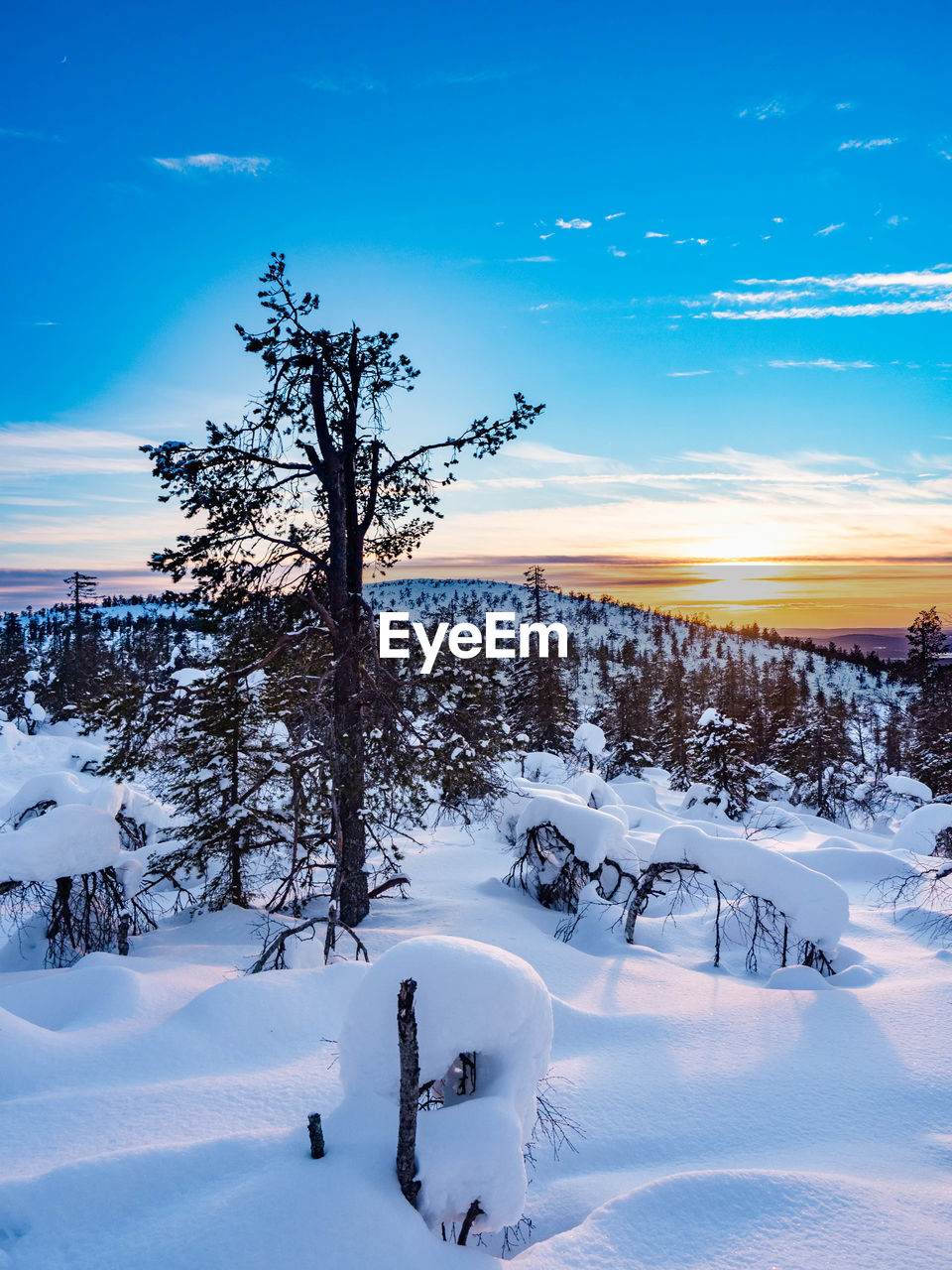 Winter scenery during sunset in snowy lapland, finland