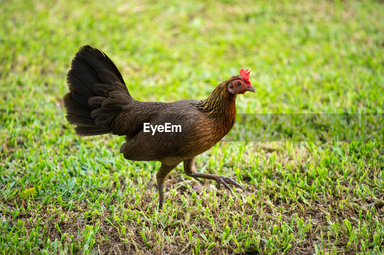 CLOSE-UP OF A BIRD ON FIELD