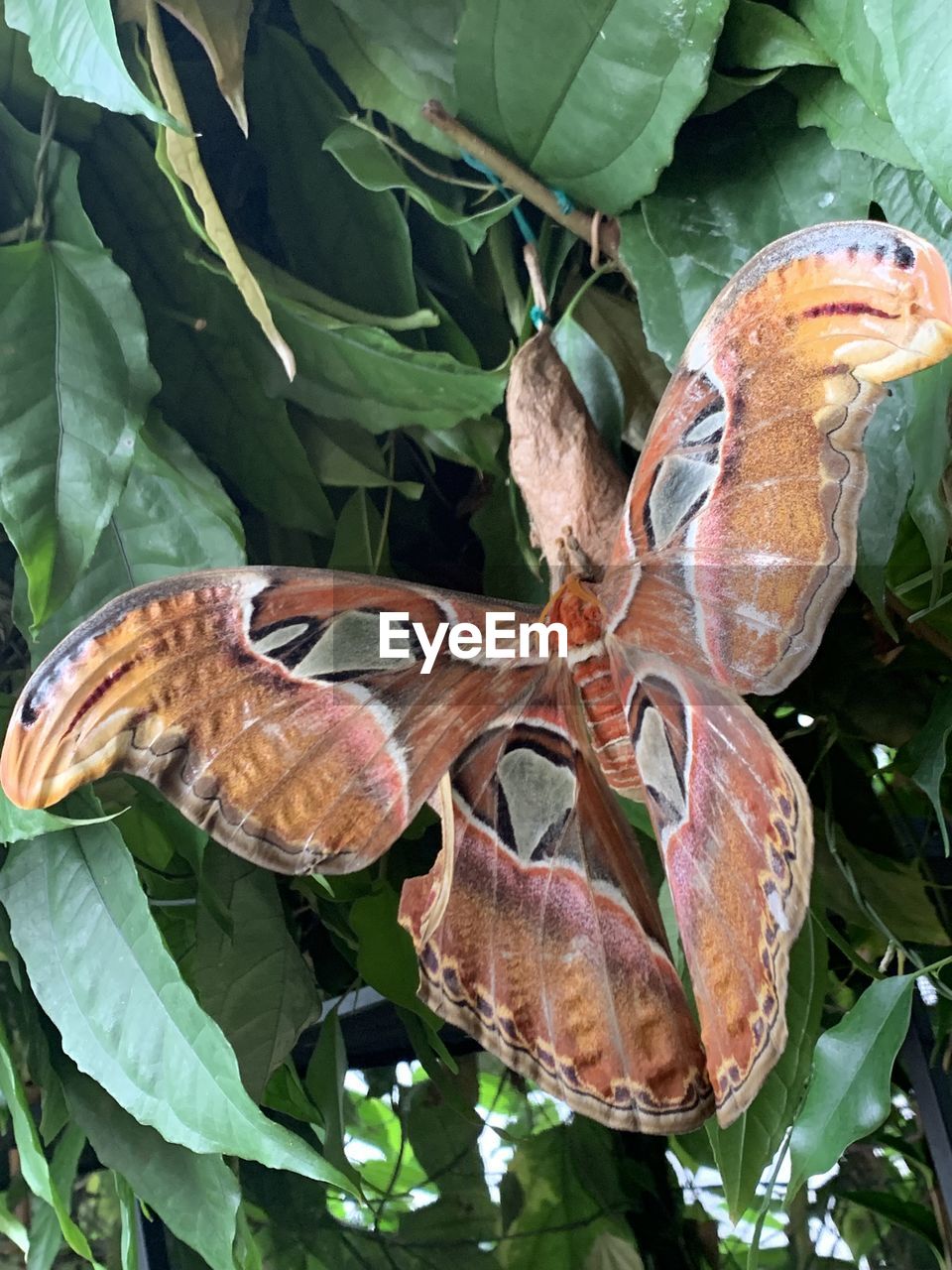 CLOSE-UP OF BUTTERFLY ON PLANT LEAVES