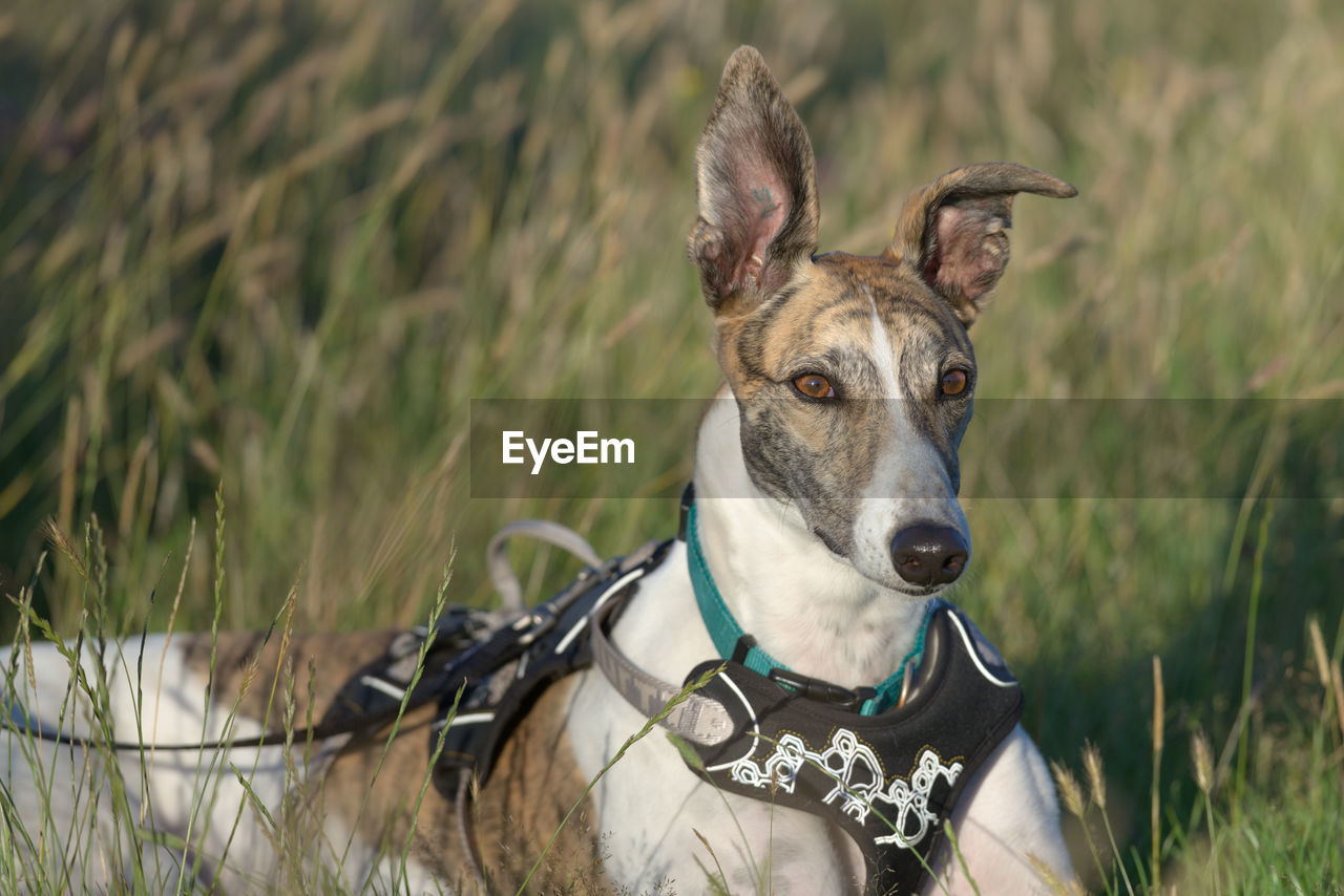 Lying down with ears pricked, this pet greyhound dog looks away. golden hour sunset light