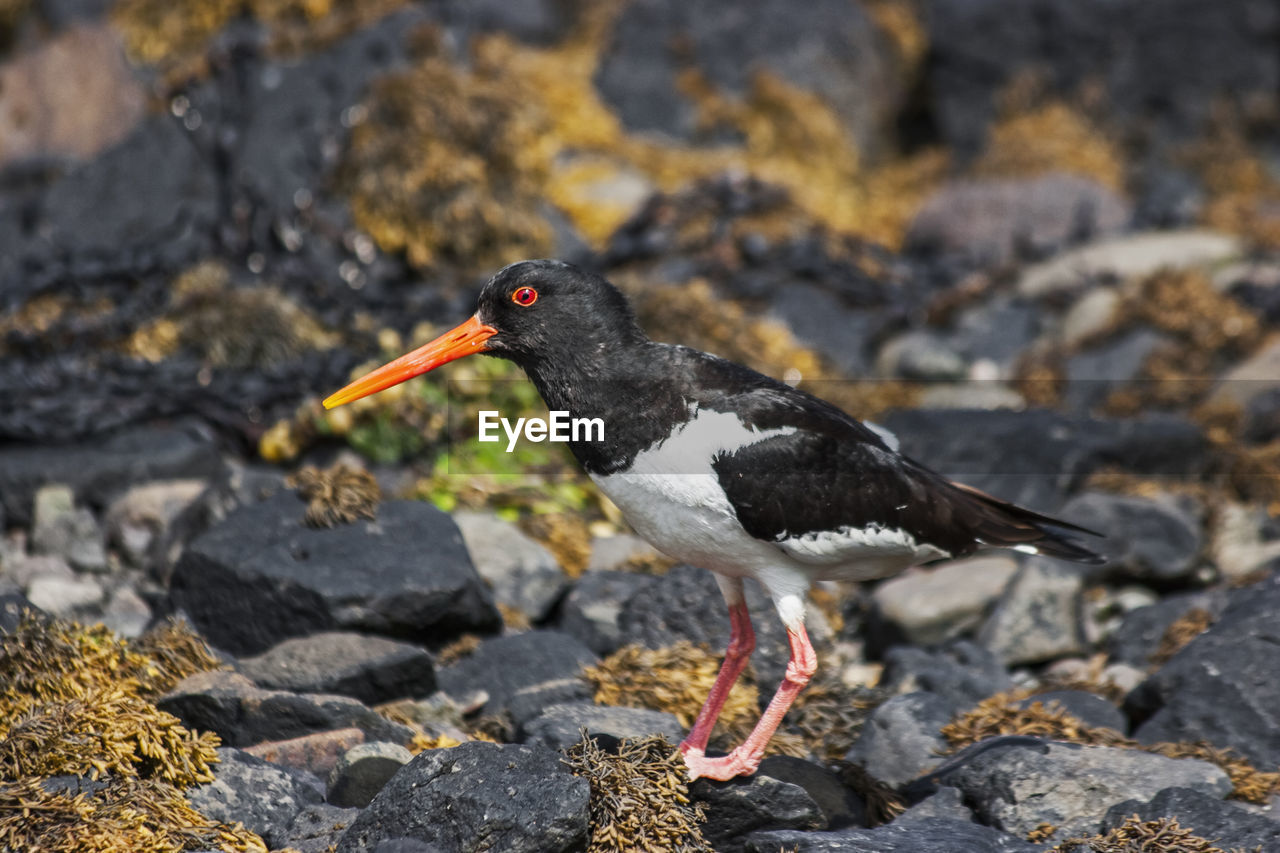 BIRD PERCHING ON ROCK