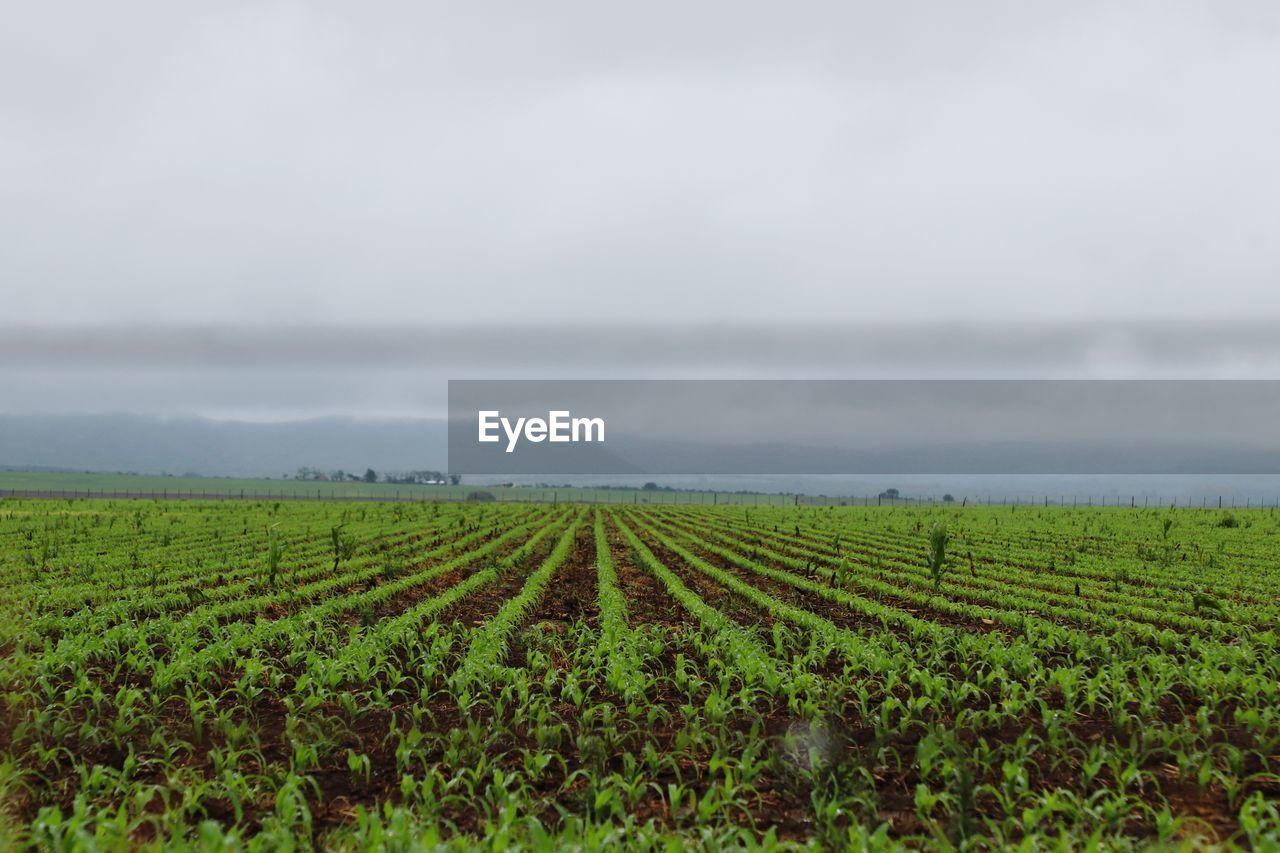 Scenic view of agricultural field against sky