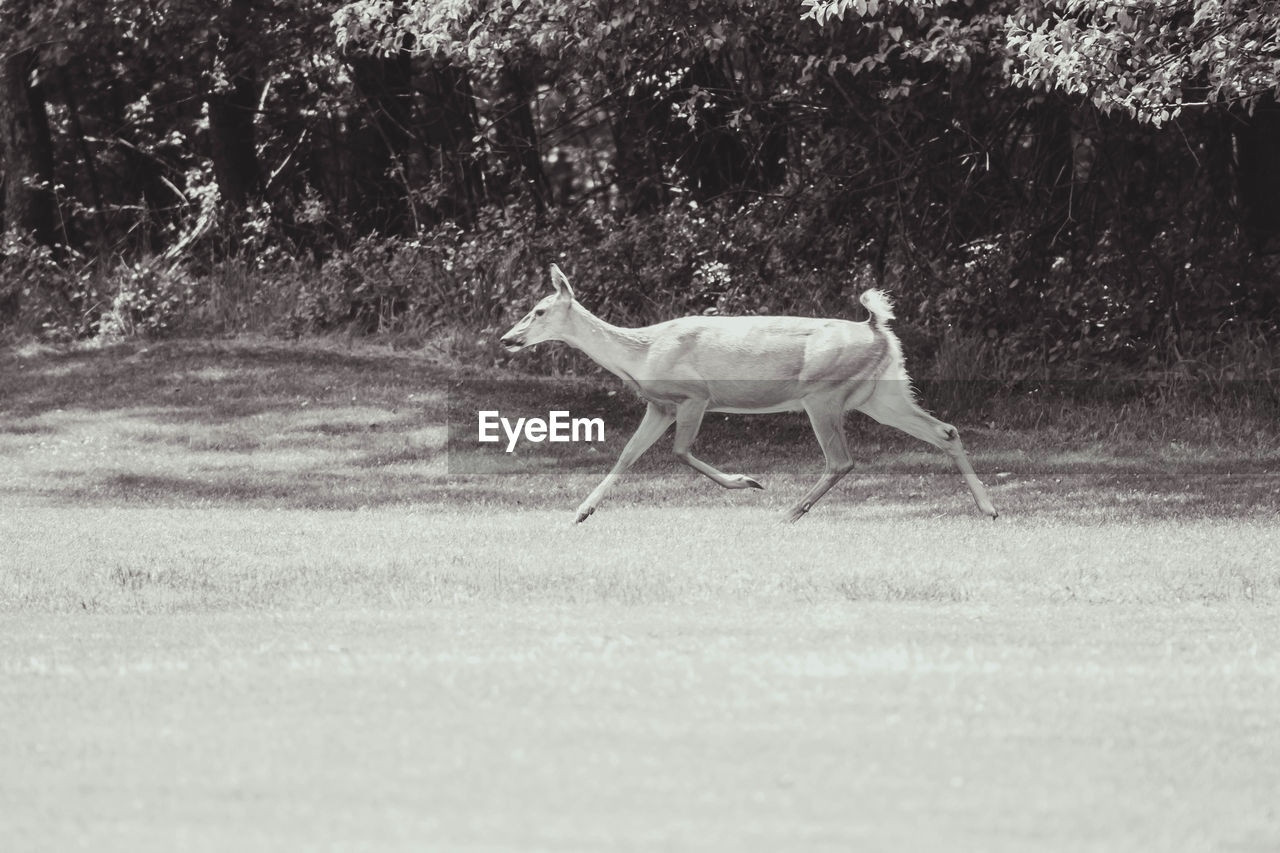 BIRD STANDING ON FIELD