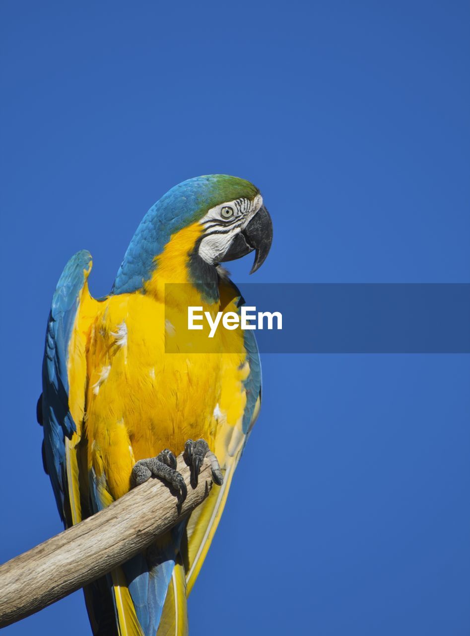 Low angle view of gold and blue macaw on wood against clear sky