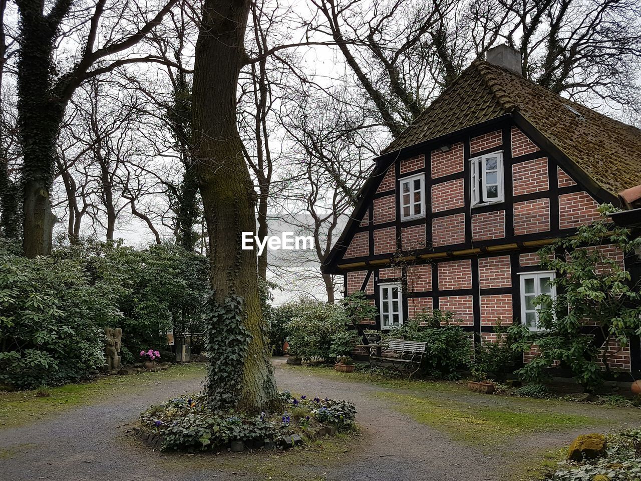 LOW ANGLE VIEW OF IVY ON HOUSE