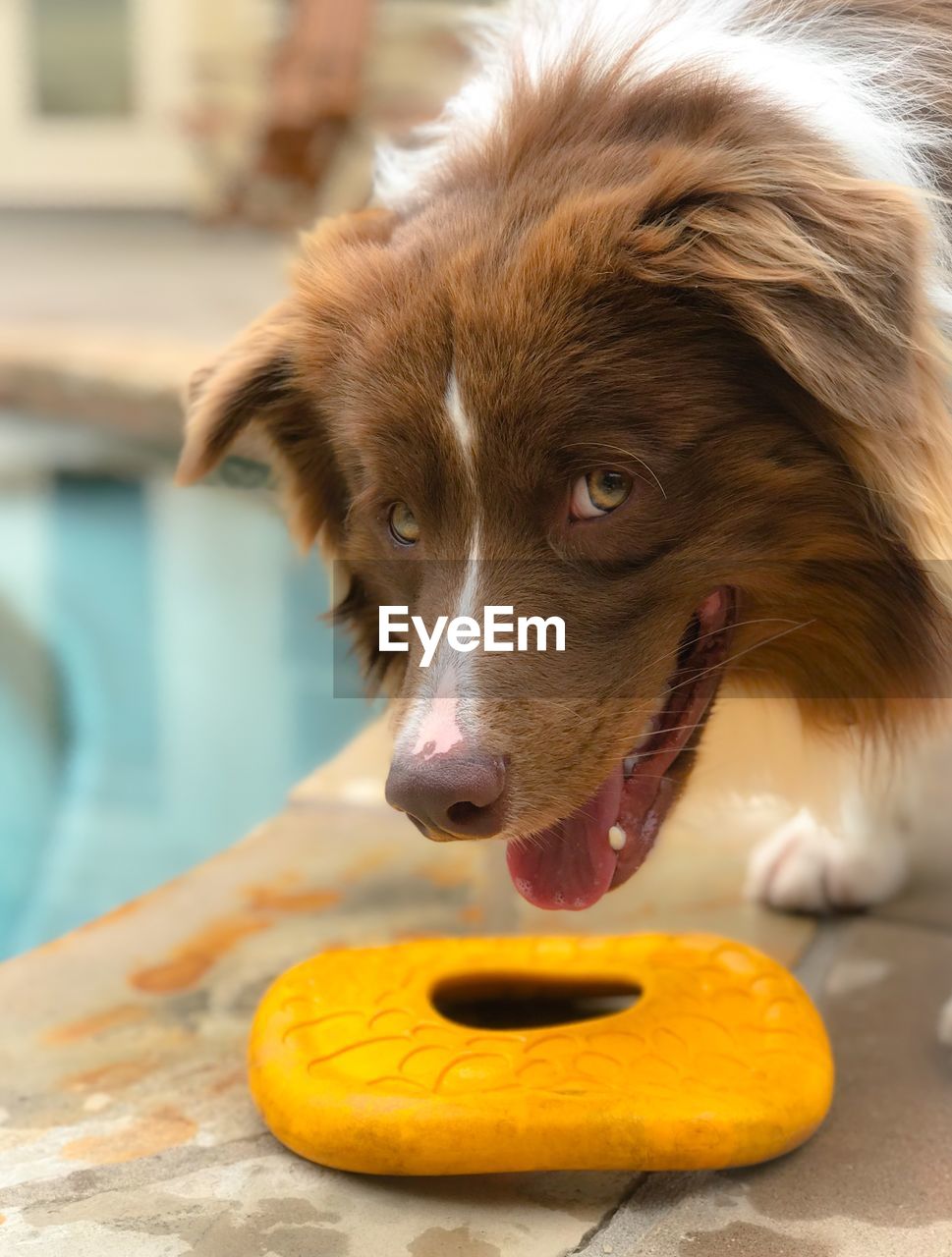 Close-up portrait of playful dog 