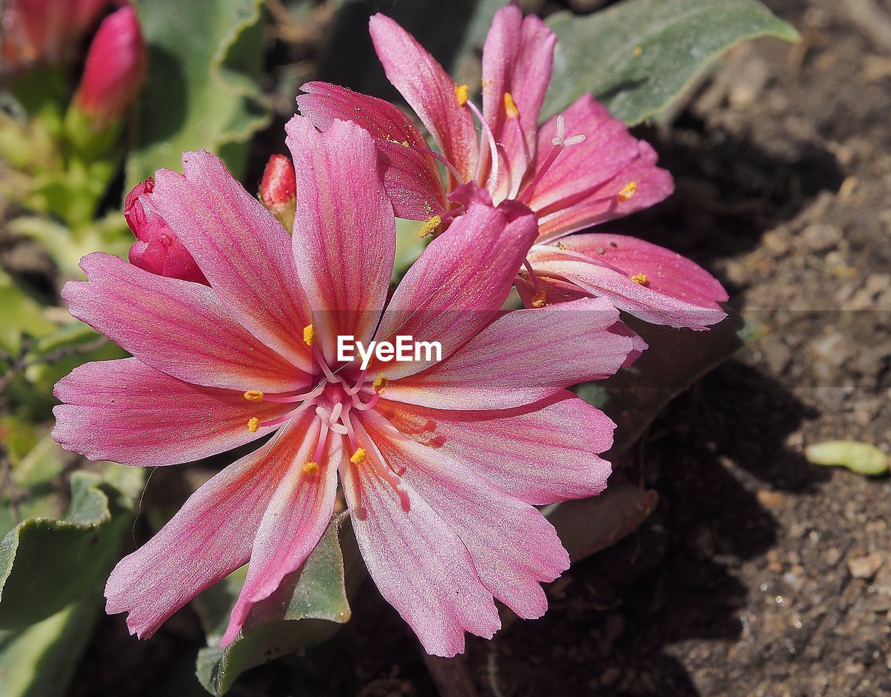 Close-up of pink flower blooming outdoors