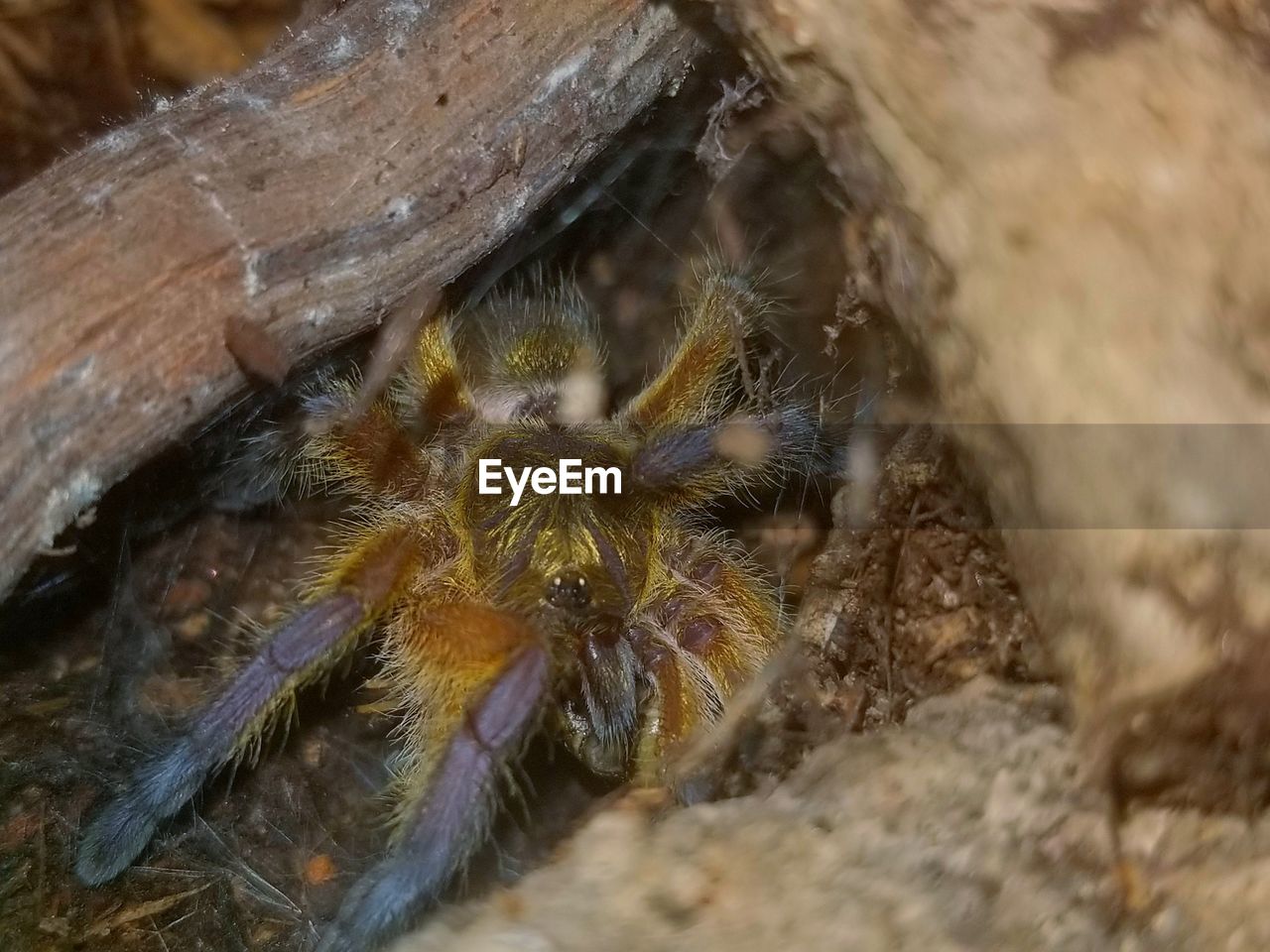 MACRO SHOT OF SPIDER ON WEB