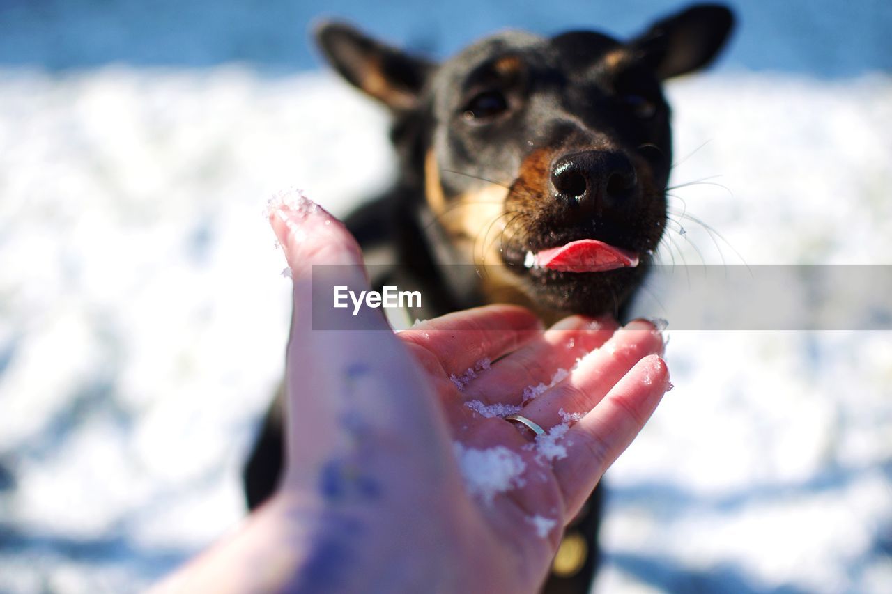 Close-up of dog licking hand
