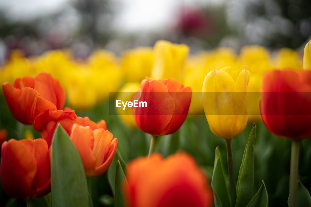 plant, flower, flowering plant, tulip, freshness, beauty in nature, nature, yellow, close-up, red, multi colored, petal, fragility, flower head, growth, springtime, plant stem, inflorescence, flowerbed, vibrant color, no people, landscape, green, field, outdoors, land, plant bulb, focus on foreground, ornamental garden, blossom, garden, sky, environment, summer, day, selective focus, botany, backgrounds, plant part, sunlight, leaf, rural scene