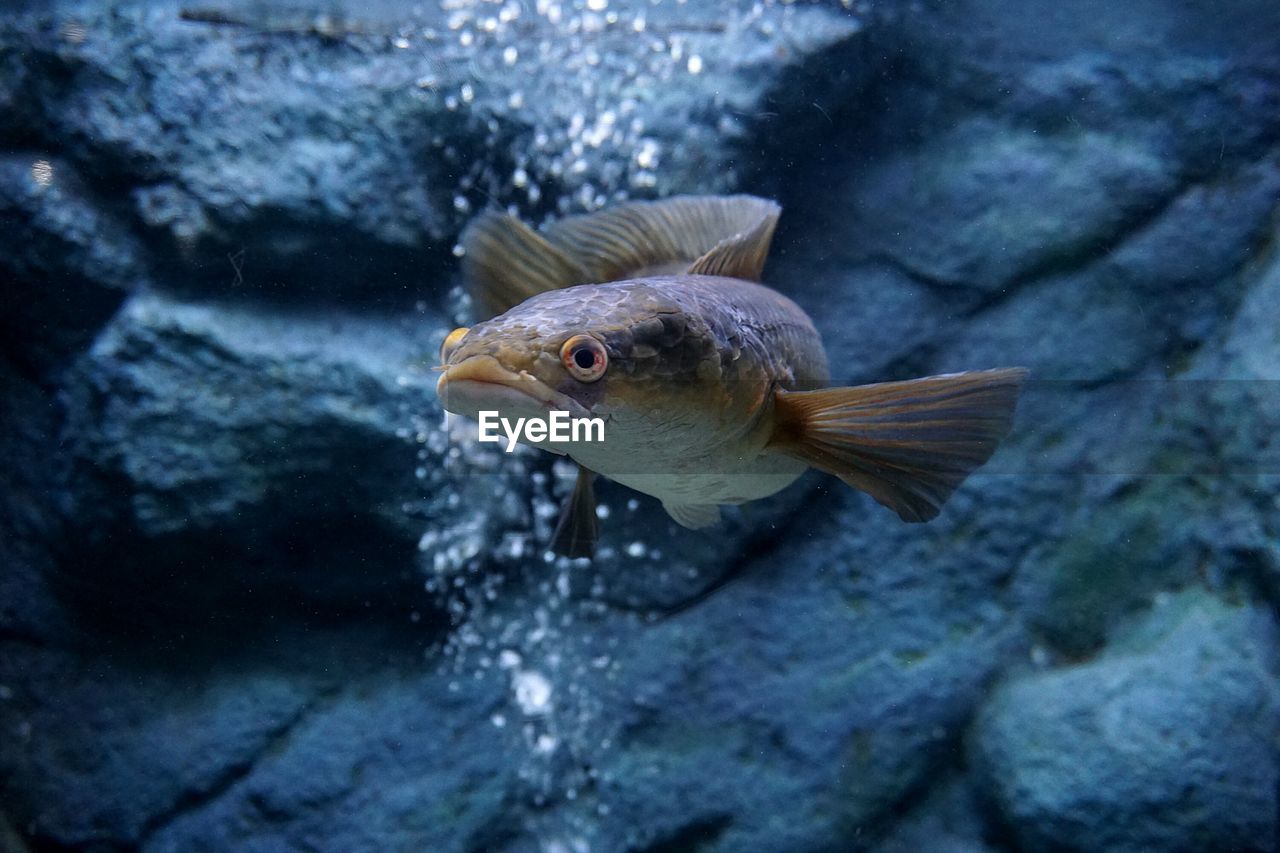 Close-up of fish swimming in sea