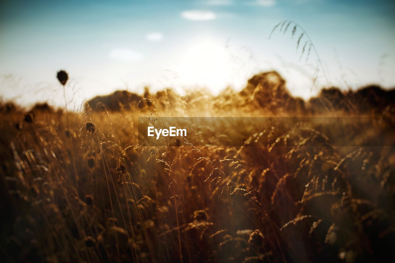 Expanse of wheat in the middle of beautiful nature