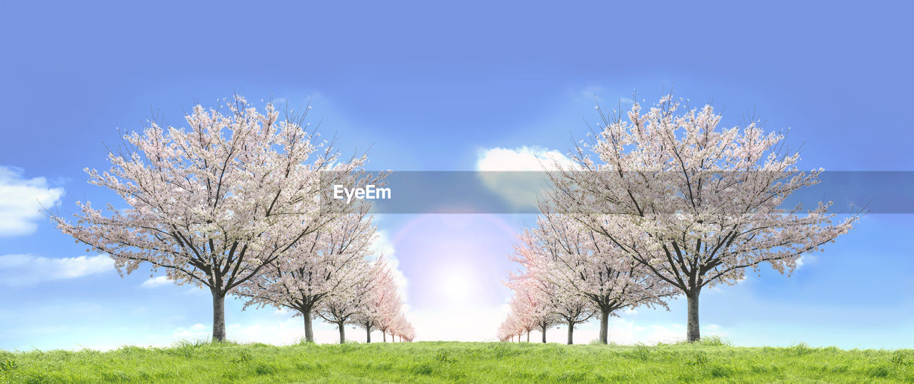 CHERRY BLOSSOMS ON FIELD AGAINST SKY