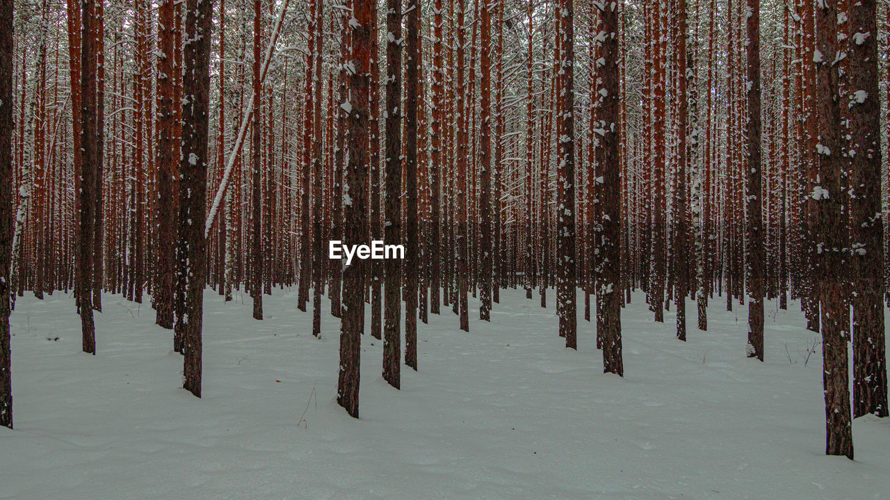 Trees in forest during winter