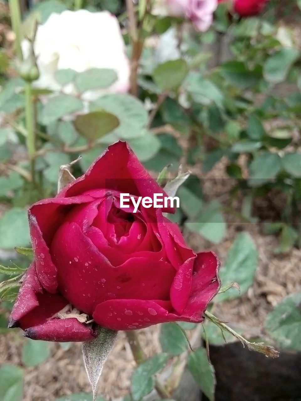 Close-up of red rose blooming in lawn