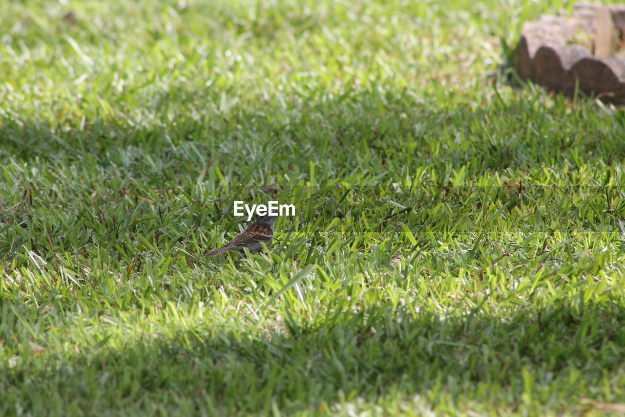 CLOSE-UP OF LIZARD ON GRASS