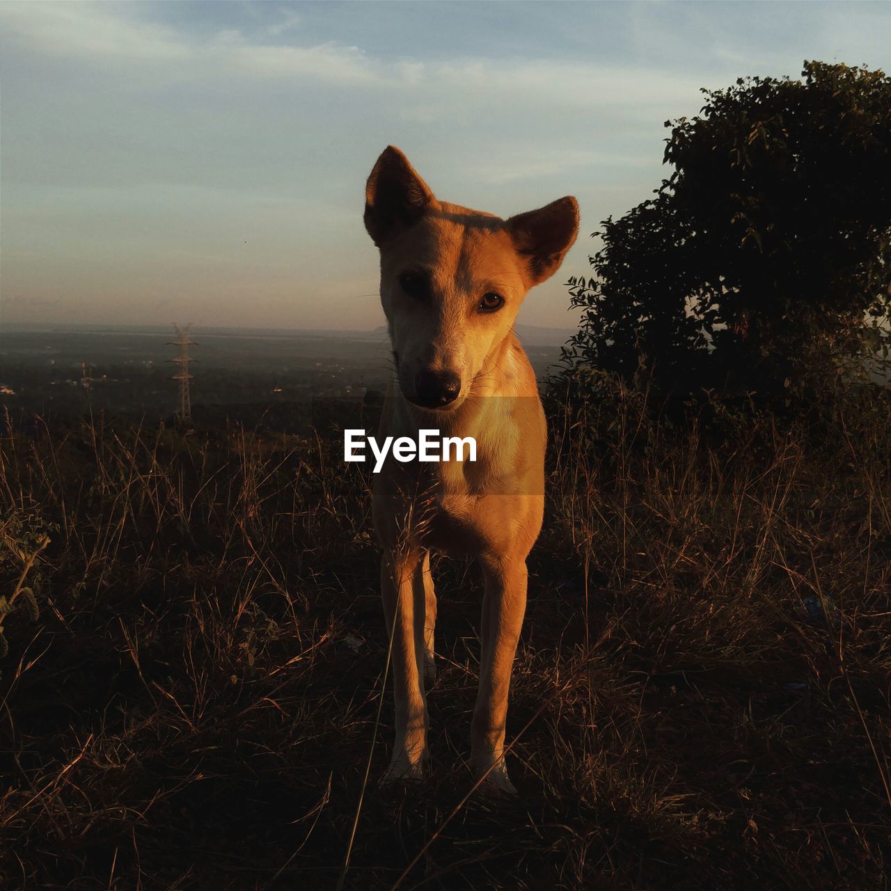 Close-up of dog standing on grassy field against sky