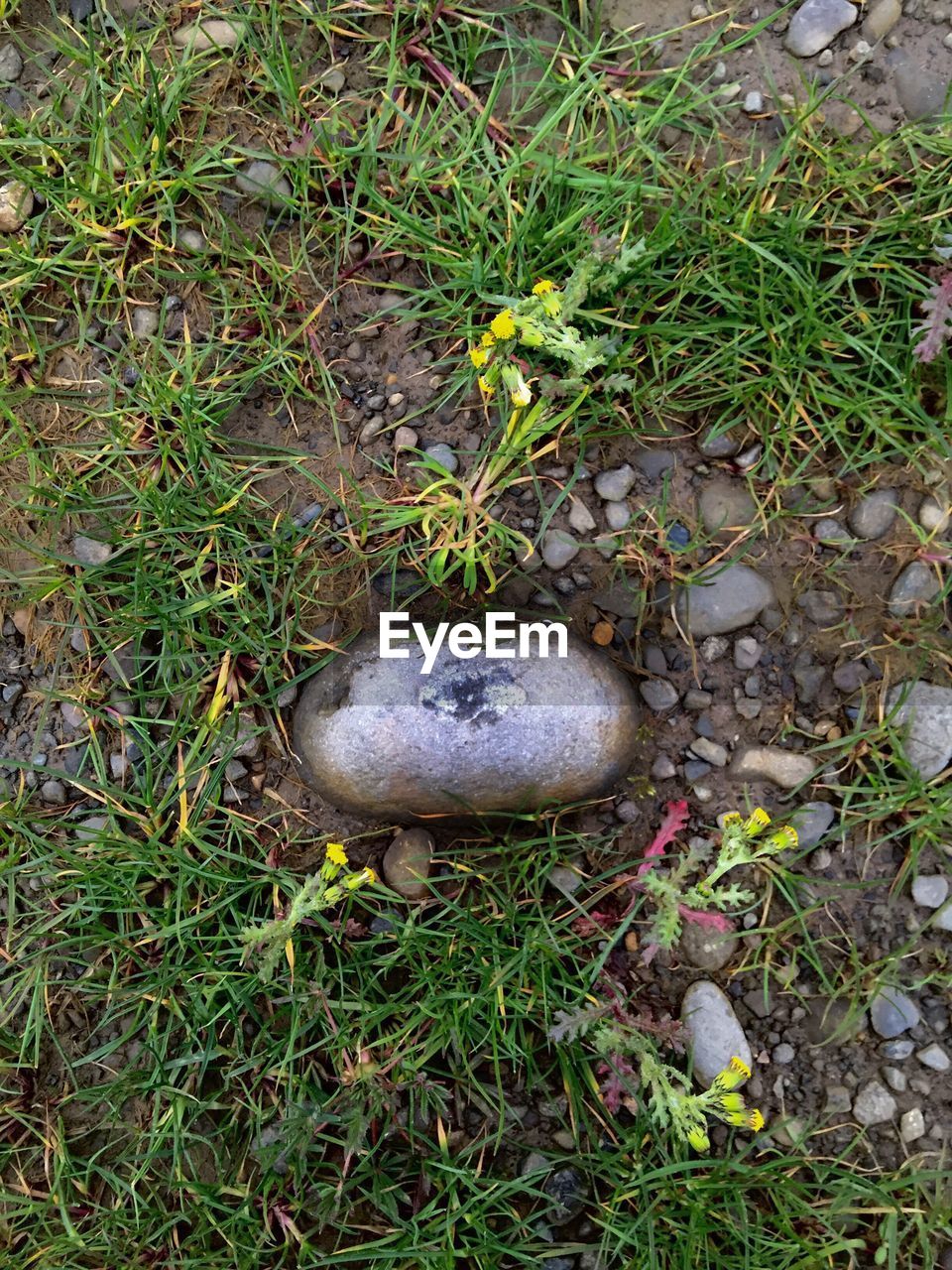 Directly above of stones on grassy field