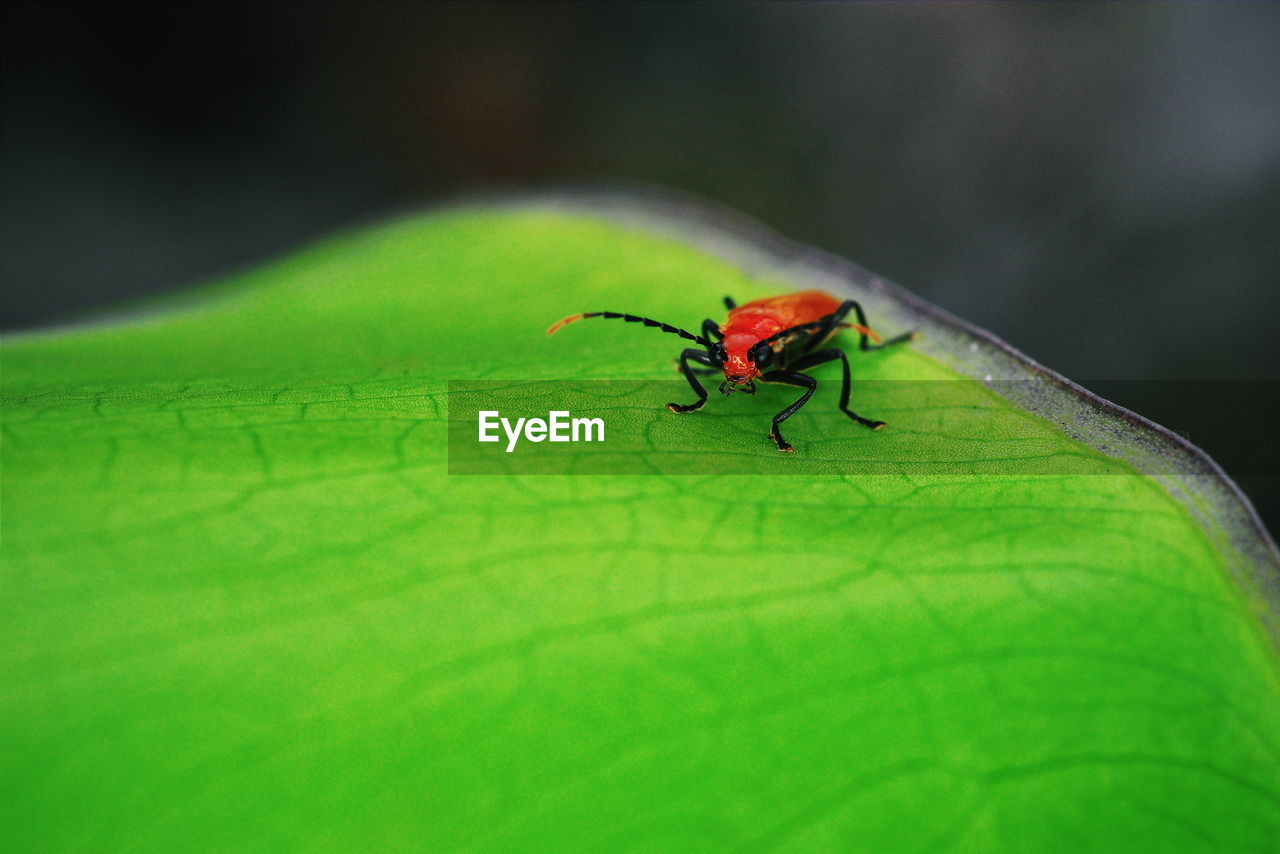 CLOSE-UP OF INSECT