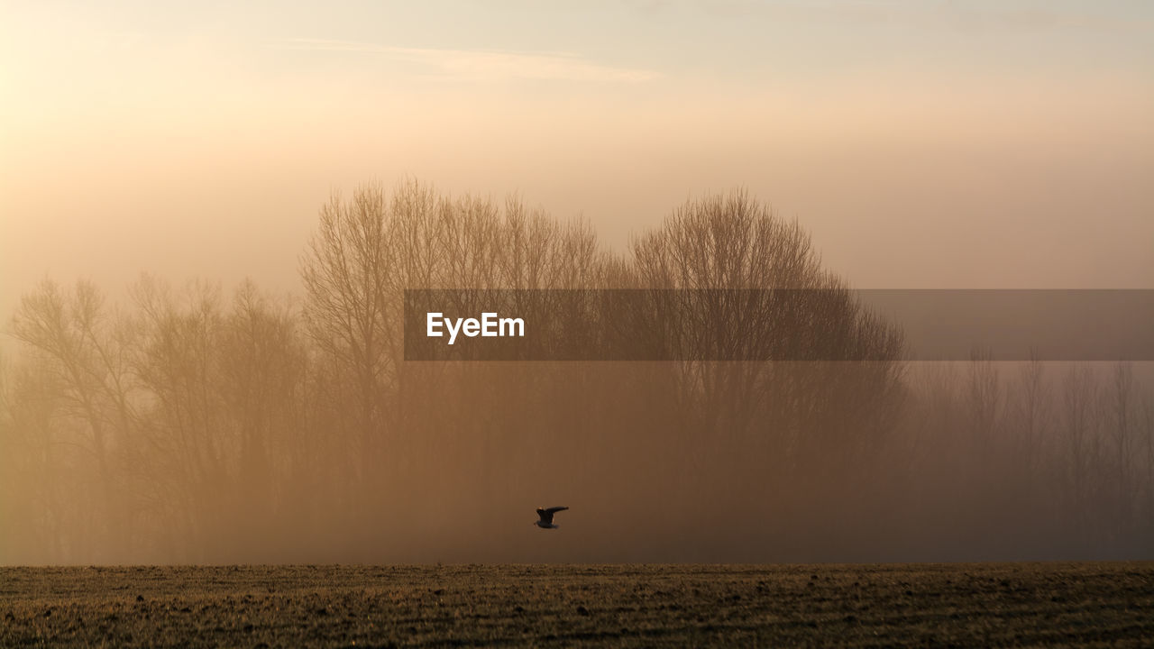 SCENIC VIEW OF SUNSET OVER FIELD