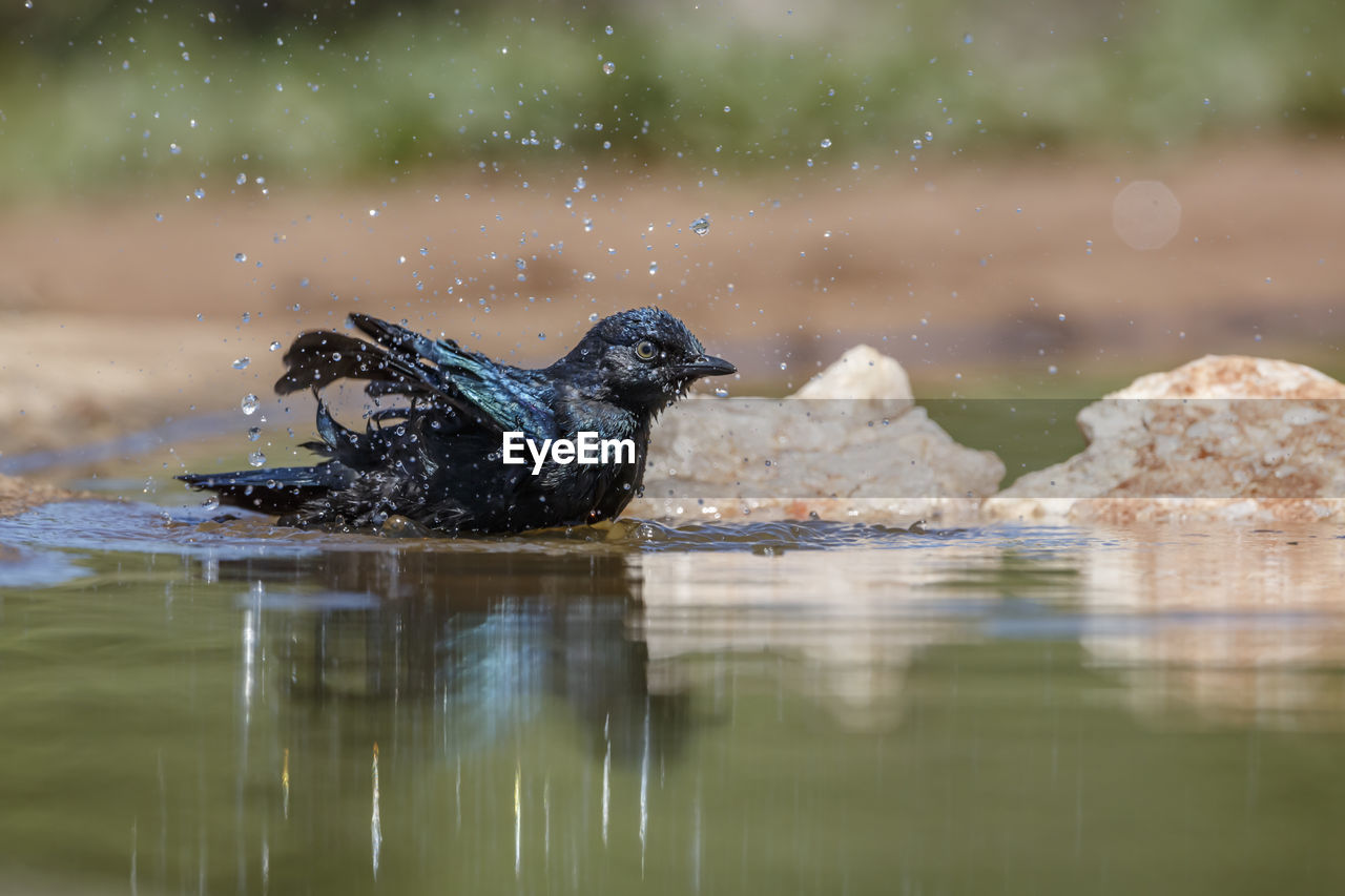 animal themes, animal, water, animal wildlife, wildlife, bird, one animal, nature, no people, mammal, outdoors, lake, reflection, day, duck, selective focus, swimming, water bird, side view