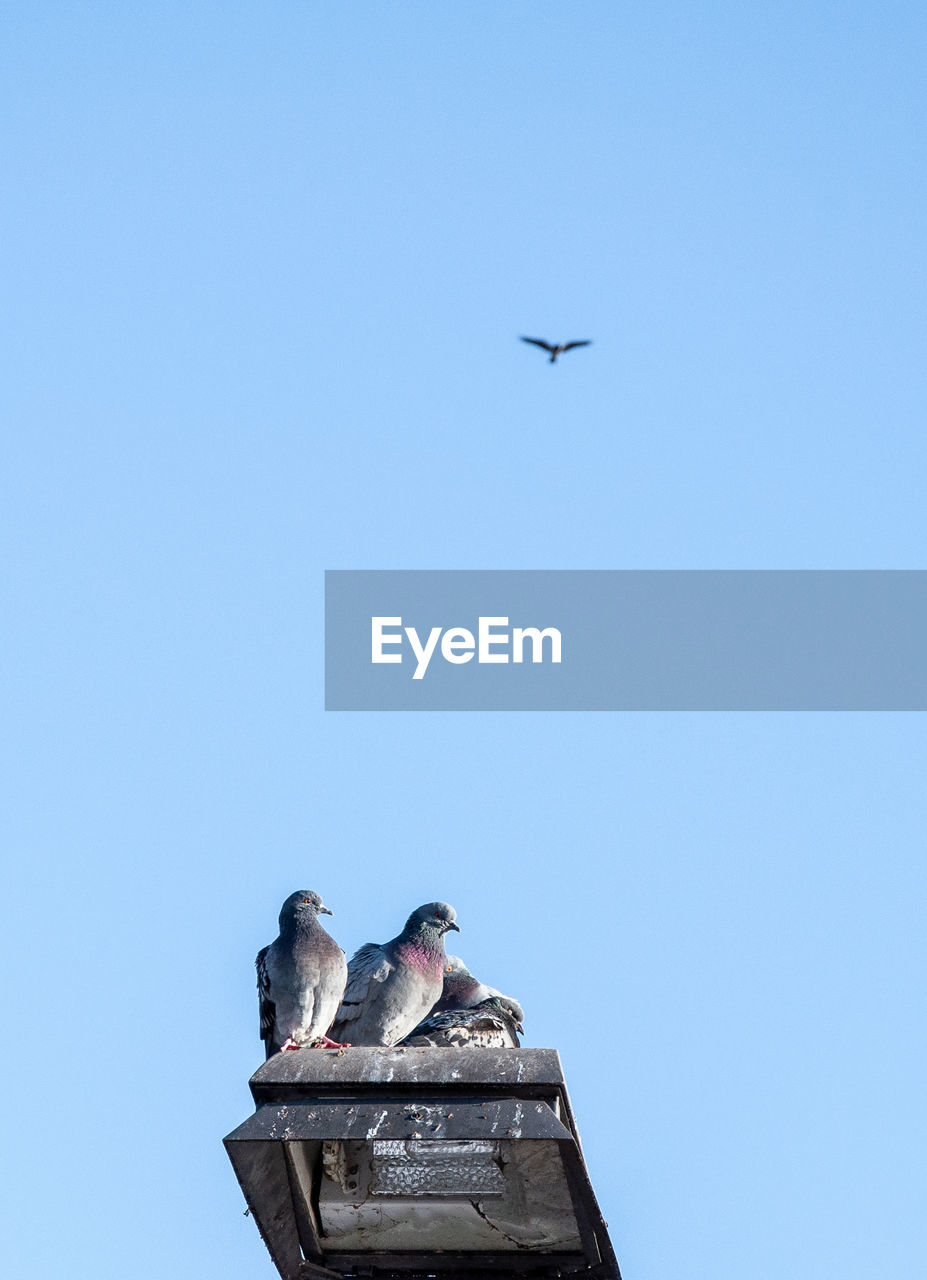 LOW ANGLE VIEW OF SEAGULL FLYING IN SKY