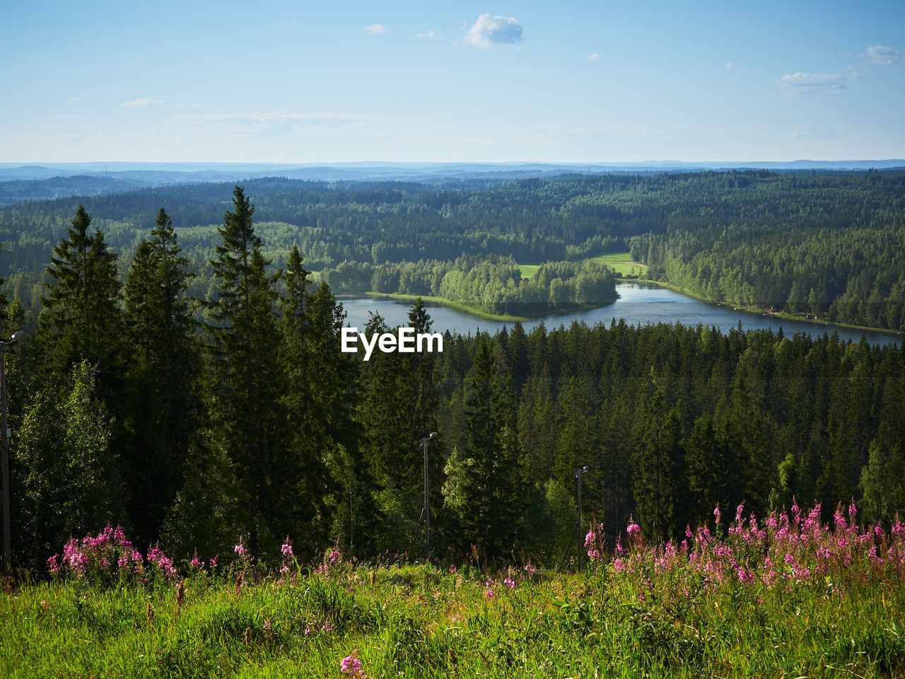 SCENIC VIEW OF TREES AND PLANTS AGAINST SKY