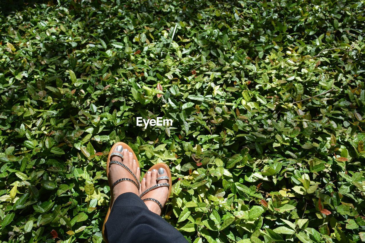 Low section of woman on grass