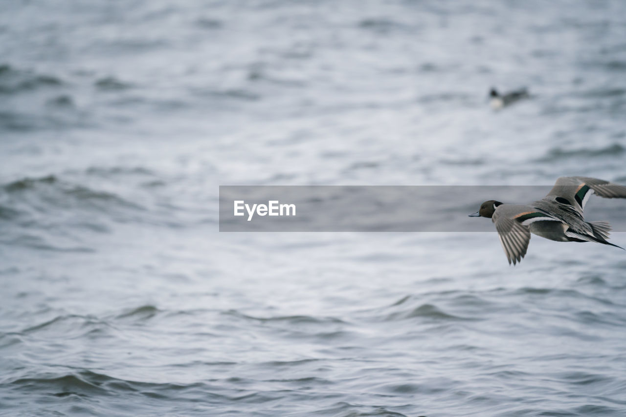 BIRD FLYING OVER SEA