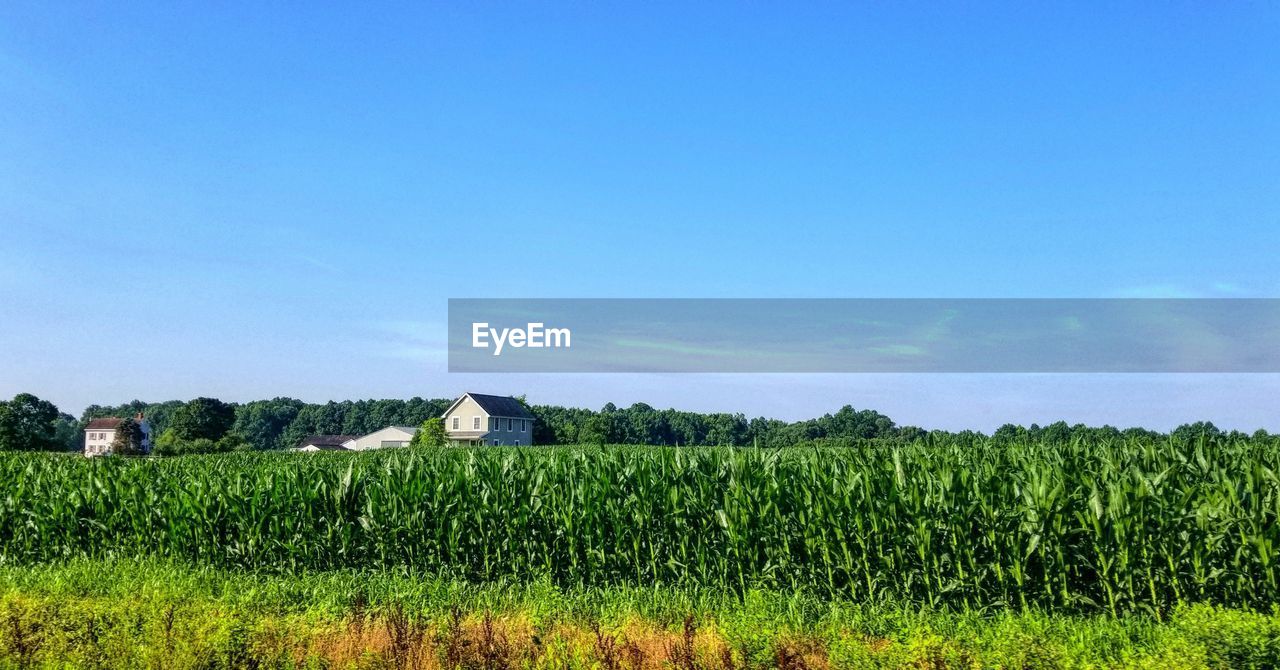 FIELD AGAINST SKY