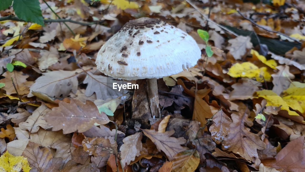 CLOSE-UP OF MUSHROOMS ON FIELD DURING AUTUMN