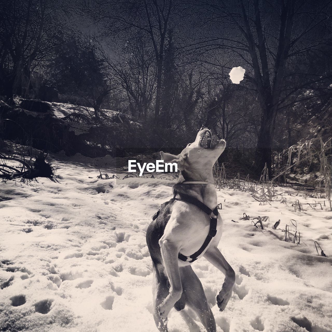 Dog jumping on snow covered landscape