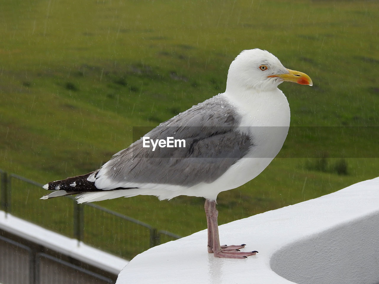 Seagull perching on railing