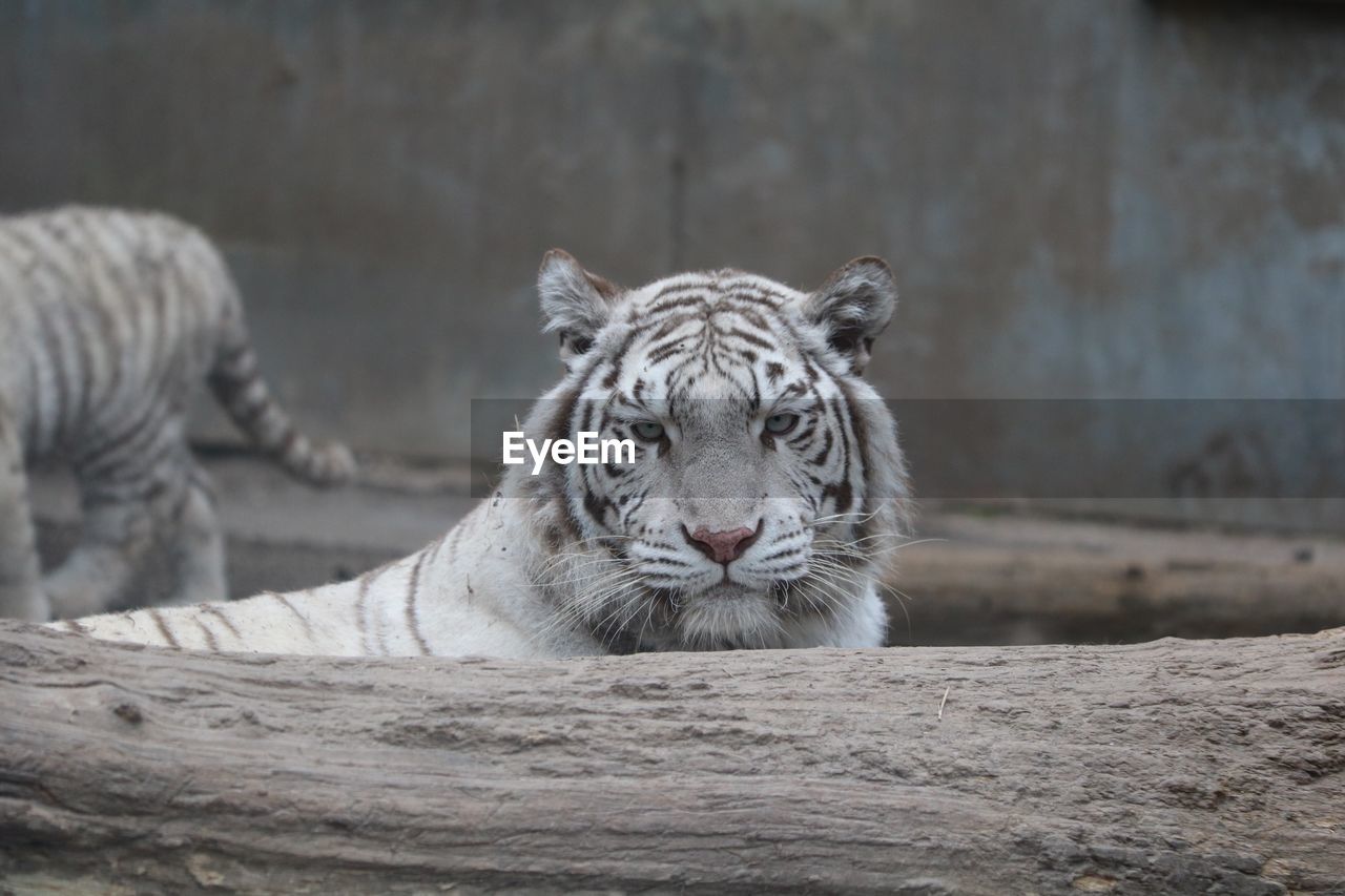 VIEW OF A TIGER