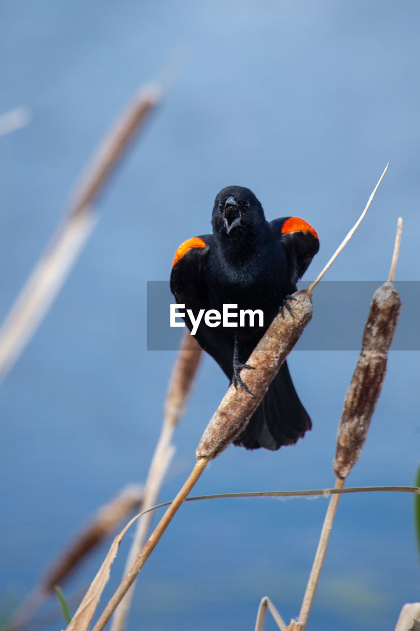 Close-up of bird perching on branch against sky