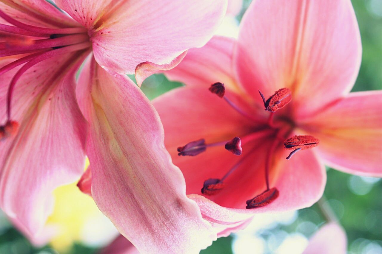Close-up of pink lilies blooming outdoors