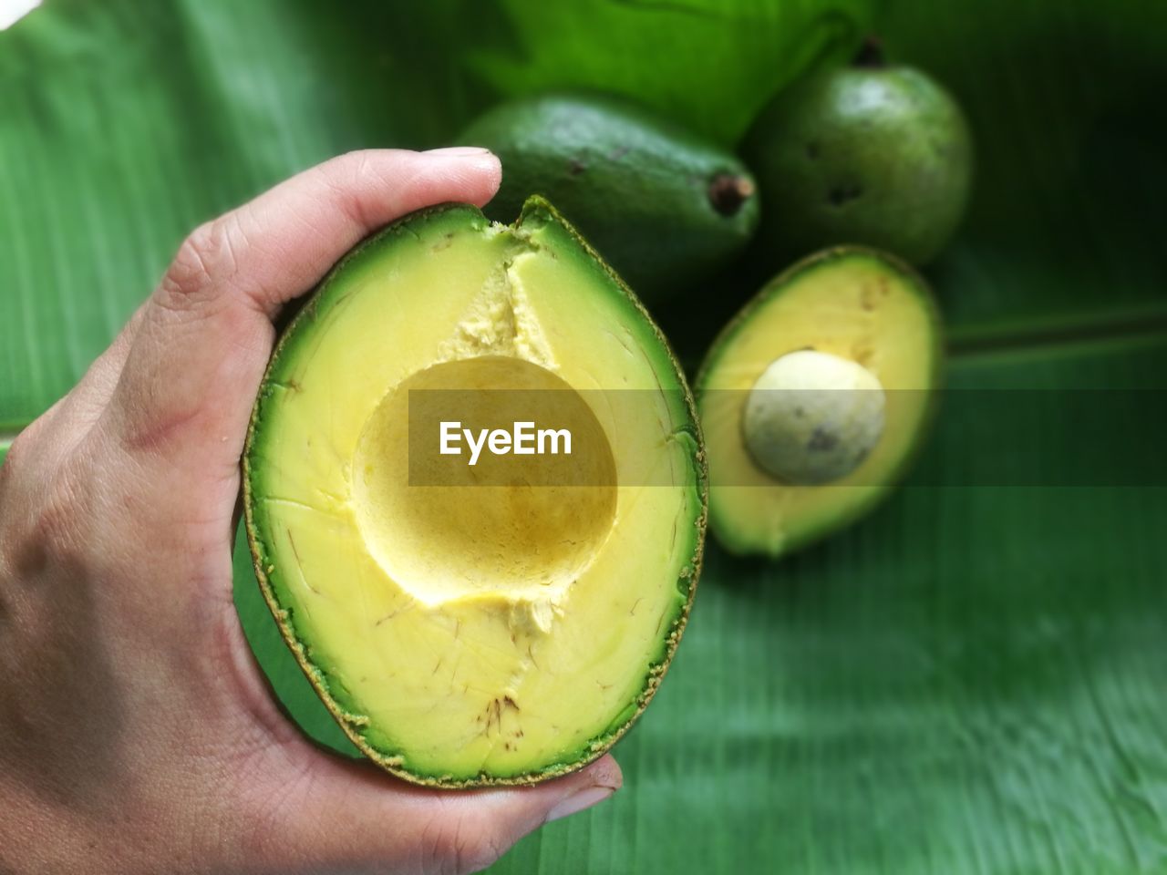 CLOSE-UP OF PERSON HAND HOLDING LEMON