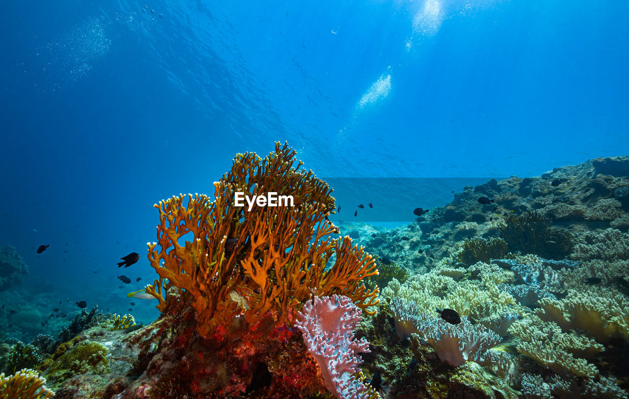 Coral reef  in sea