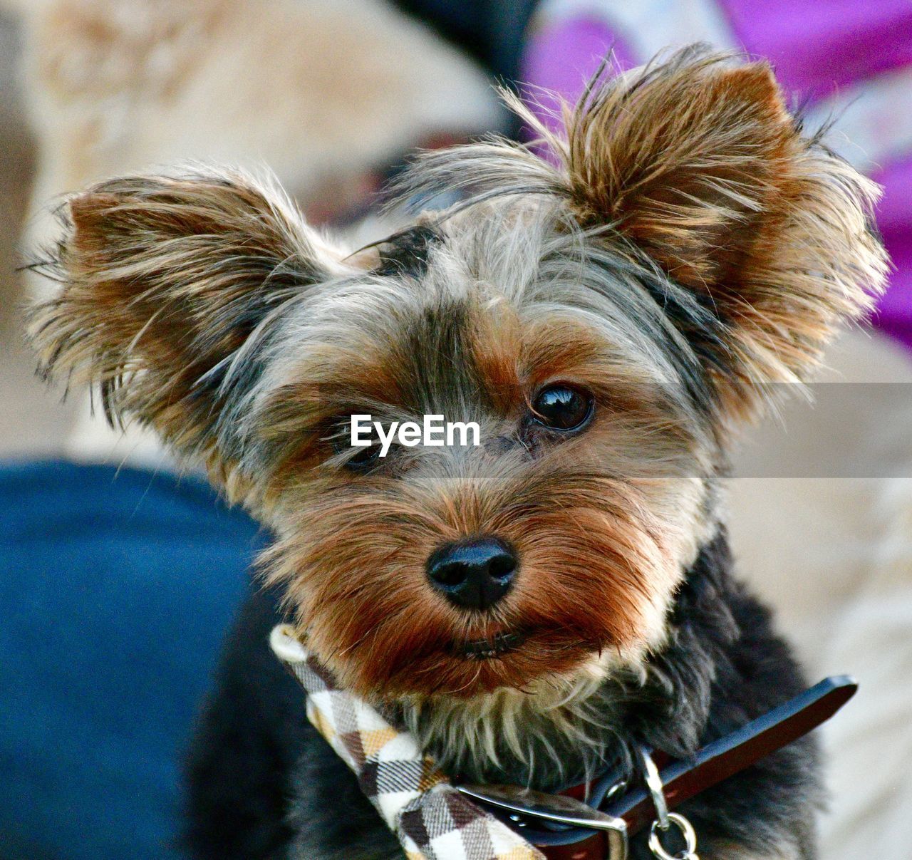 CLOSE-UP PORTRAIT OF A DOG WITH MOUTH OPEN