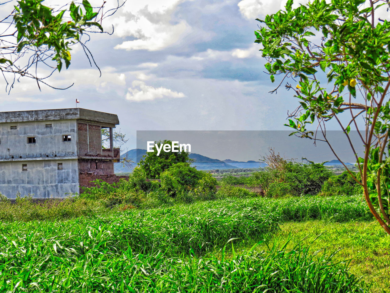 PLANTS GROWING ON FIELD BY BUILDING AGAINST SKY