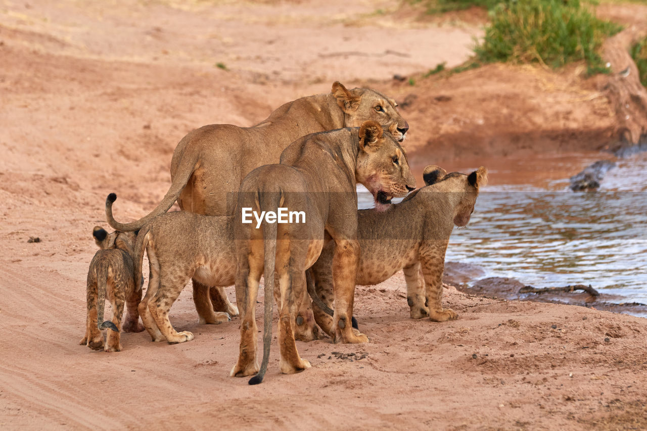 Pride of lions with cubs