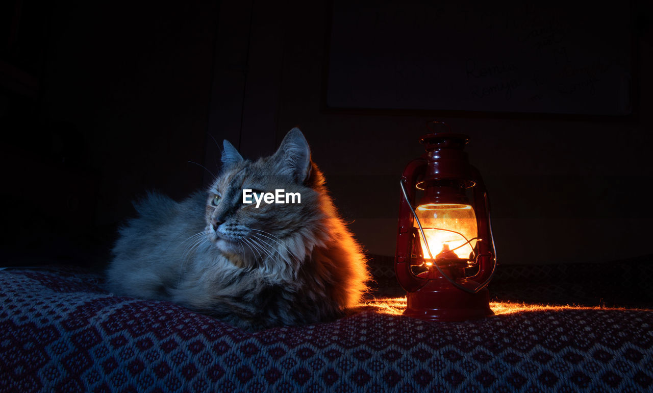 animal, animal themes, domestic animals, pet, mammal, cat, one animal, domestic cat, darkness, carnivore, feline, indoors, no people, illuminated, night, light, sitting, lighting equipment, furniture, small to medium-sized cats, blue