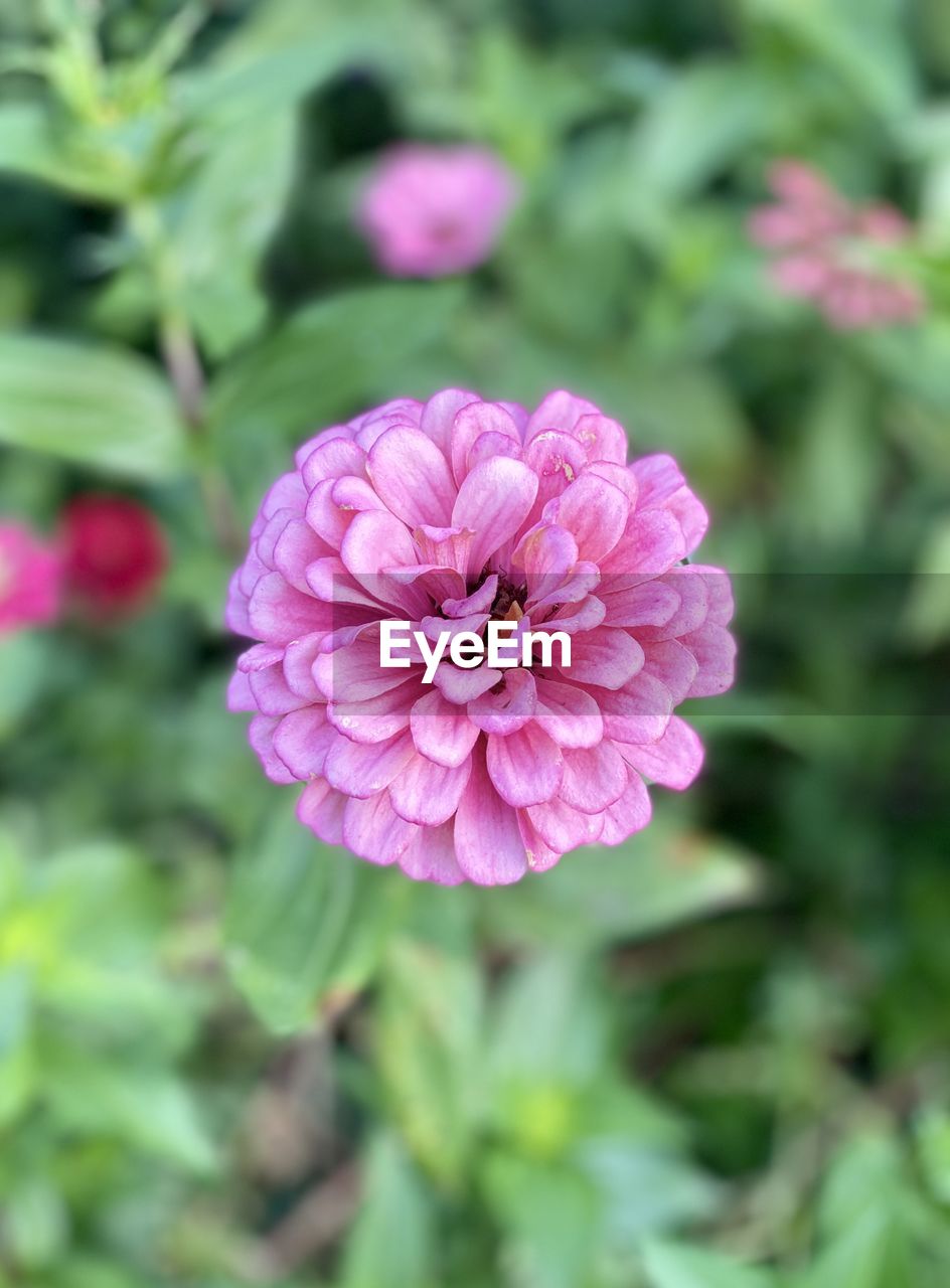 CLOSE-UP OF PINK AND PURPLE FLOWER