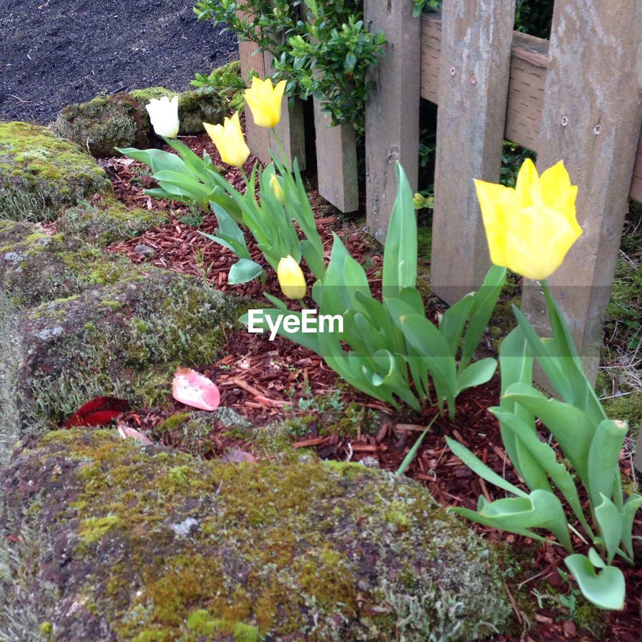 Yellow tulips growing in garden