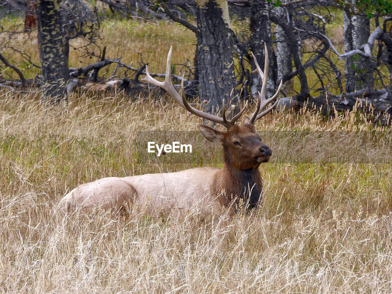 DEER IN FIELD AT FOREST