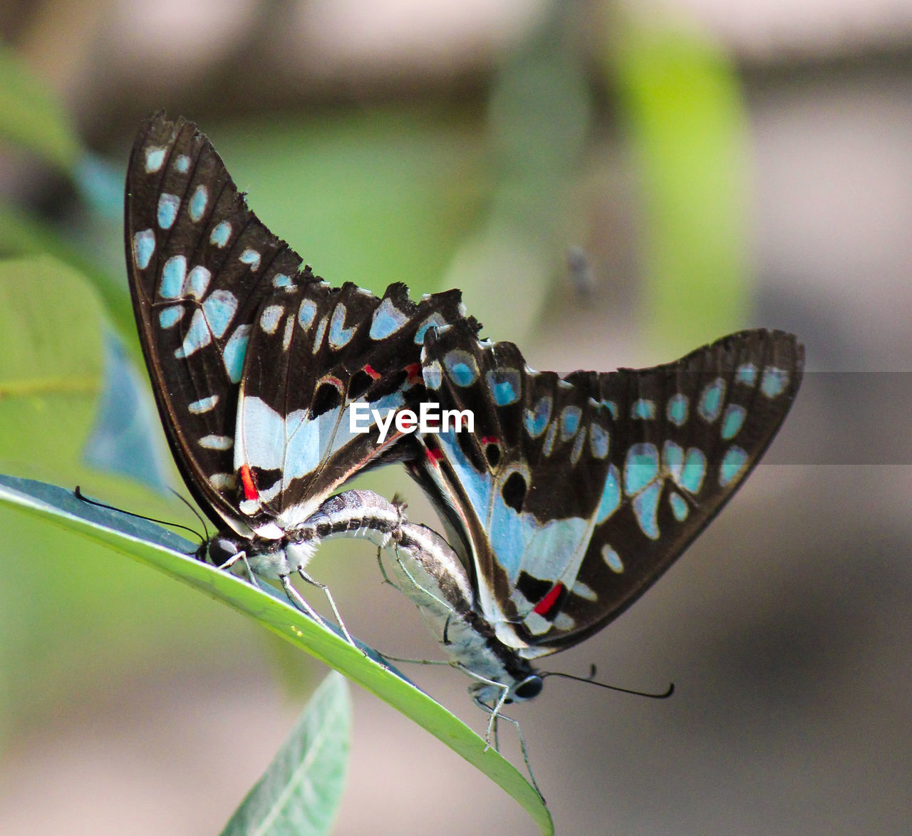 CLOSE-UP OF BUTTERFLY POLLINATING ON A PLANT