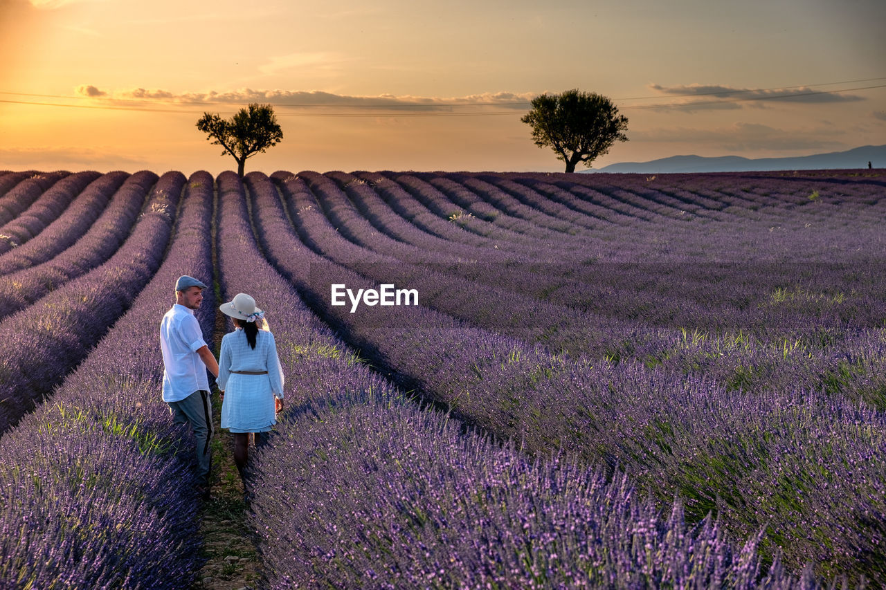 Scenic view of lavender amidst field against sky during sunset